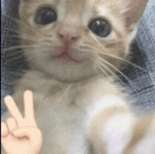 a cat is giving a peace sign with its paws