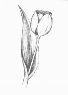 a black and white drawing of a tulip