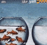 a painting of two fish bowls filled with fish and the words `` like yall '' .