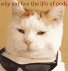 a cat wearing sunglasses has the words " why not live the life of gods " written above it