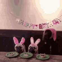 three dogs wearing bunny ears are sitting at a table with plates of food and a happy birthday banner .