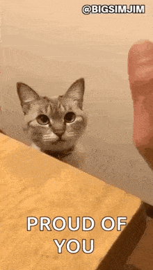 a cat is sitting on top of a wooden table and looking at the camera .
