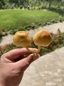 a person is holding two mushrooms in their hand with a garden in the background