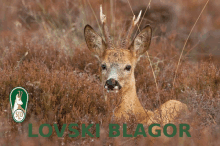 a picture of a deer laying in the grass with the word lovski blagor written below it