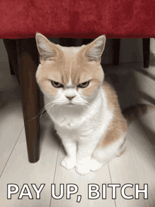 an angry cat is sitting under a chair with the words pay up bitch written below it