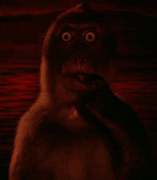 a close up of a monkey with big eyes