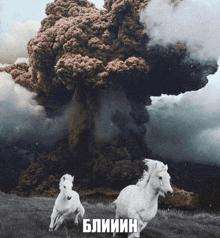 two white horses are running in front of a large explosion with the word bliiinn on the bottom right