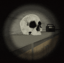 a skull sits on a shelf next to a radio