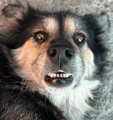 a close up of a dog 's face with teeth showing