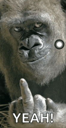 a picture of a gorilla giving the middle finger with the words yeah below it