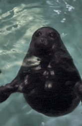 a seal is swimming in the water and looking up
