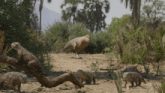 a group of lizards are walking in the dirt