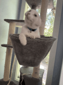 a white cat in a blue collar is sitting on a cat tree