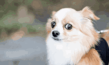 a small brown and white dog wearing a harness looks at the camera