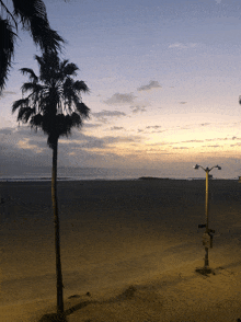 a palm tree is silhouetted against the sunset sky