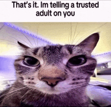 a cat with a caption that says that 's it i 'm telling a trusted adult on you