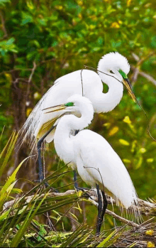 two white birds with green beaks are standing on a branch .