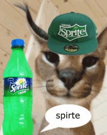 a cat wearing a green sprite hat stands next to a sprite bottle