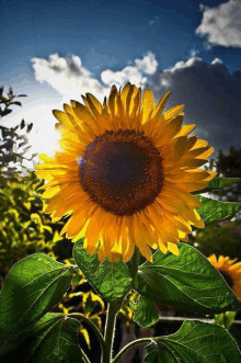 a sunflower with the sun shining through the leaves