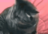 a close up of a black cat laying on a pink blanket .