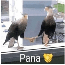 two birds shaking hands on a window sill with the word pana in the corner .