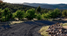 a dirt road winds through a lush green forest with mountains in the background