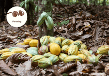 a bunch of cocoa pods are laying on the ground with the word farming in the background