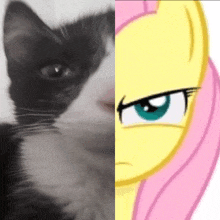 a black and white cat next to a picture of a pink and yellow pony