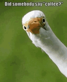 a white bird with a long neck is looking at the camera with the caption did somebody say coffee