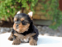 a small brown and black puppy is sitting on a table