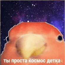a close up of a bird 's face with the words " ты просто космос детка " written below it