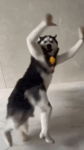 a husky dog is dancing in a room with its arms outstretched .