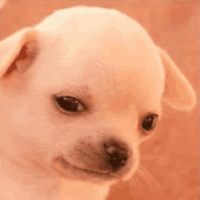 a close up of a chihuahua puppy 's face looking at the camera .