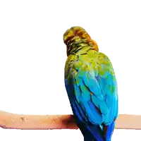 a colorful parrot is sitting on a branch with the words whaaat behind it