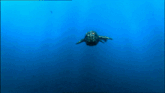 a turtle is swimming in a blue ocean