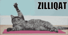 a cat is laying on a yoga mat with the word zilliqat written above it