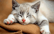 a close up of a kitten sleeping on a blanket .