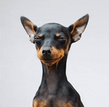 a small black and brown dog looking at the camera with a white background