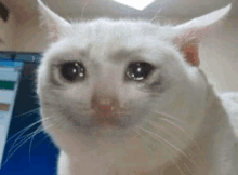 a white cat with a sad look on its face is crying .