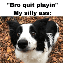 a black and white dog with the words " bro quit playin my silly ass " below it