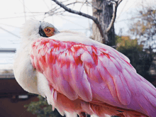 a close up of a pink and white bird with the number 20 on the bottom