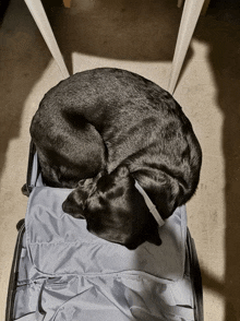 a black dog is curled up in a suitcase that says ' trolley ' on the side