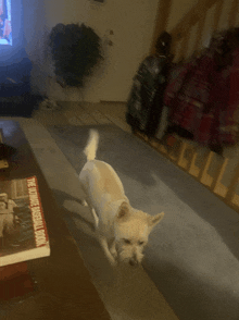 a dog is running in a living room next to a book titled the ultimate baseball book