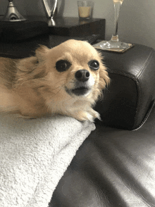 a small dog is laying on a couch with a candle in the background