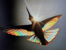 a close up of a bird 's wings with the sun shining through