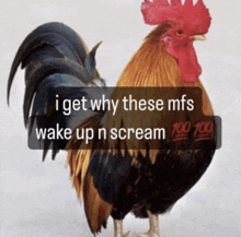 a picture of a rooster with the words " i get why these mfs wake up n scream 100 100 "