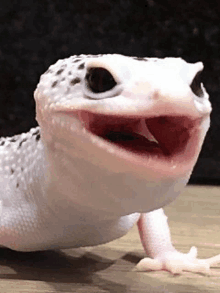 a close up of a lizard with its mouth open on a wooden table .