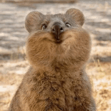 a close up of a smiling koala with a big nose .