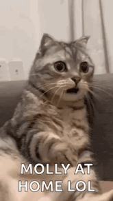 a cat is sitting on a couch and making a surprised face .
