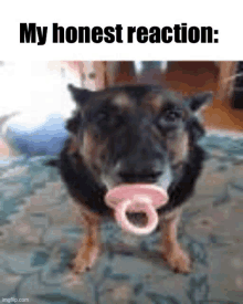 a dog is holding a pacifier in its mouth and looking at the camera .